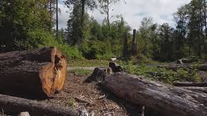 How Our Tree Care Process Works  in  Tilden, NE