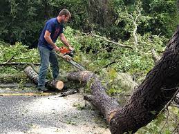 Best Emergency Tree Removal  in Tilden, NE