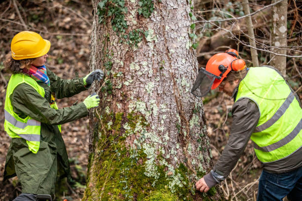 Best Commercial Tree Removal  in Tilden, NE