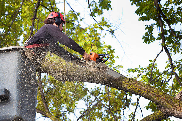 Leaf Removal in Tilden, NE