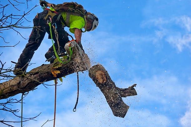 Reliable Tilden, NE Tree Removal Services Solutions