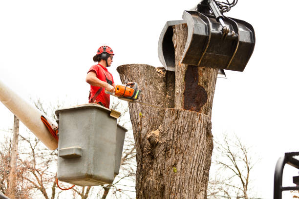 Best Tree Disease Treatment  in Tilden, NE