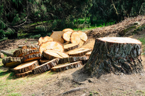 Best Seasonal Cleanup (Spring/Fall)  in Tilden, NE